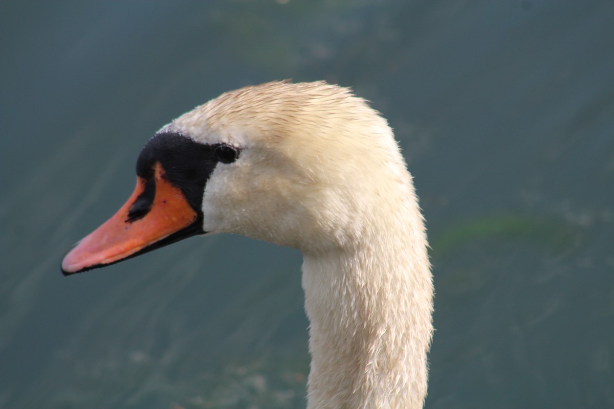 Mute Swan - Elizabeth Anderegg