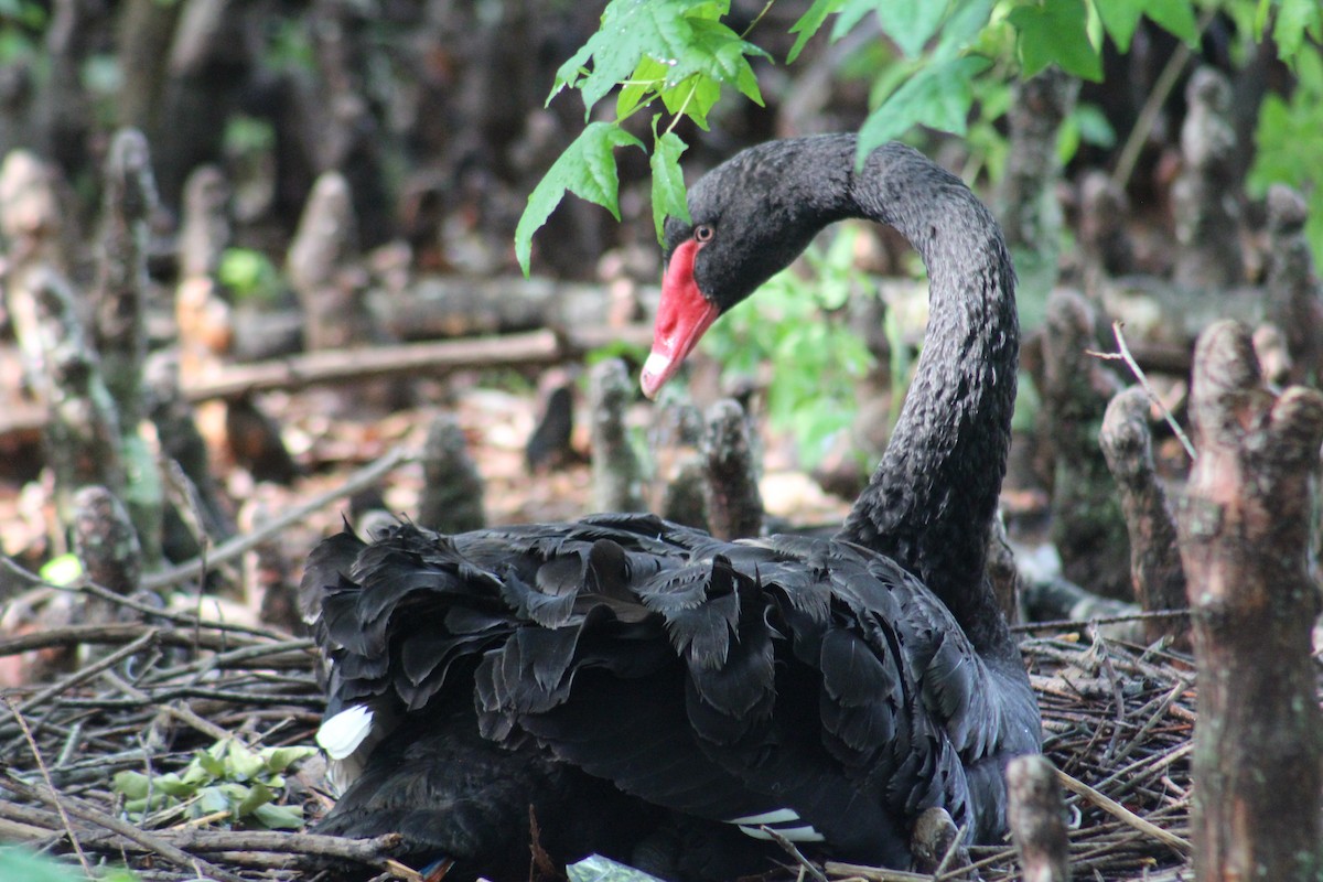 Black Swan - Elizabeth Anderegg