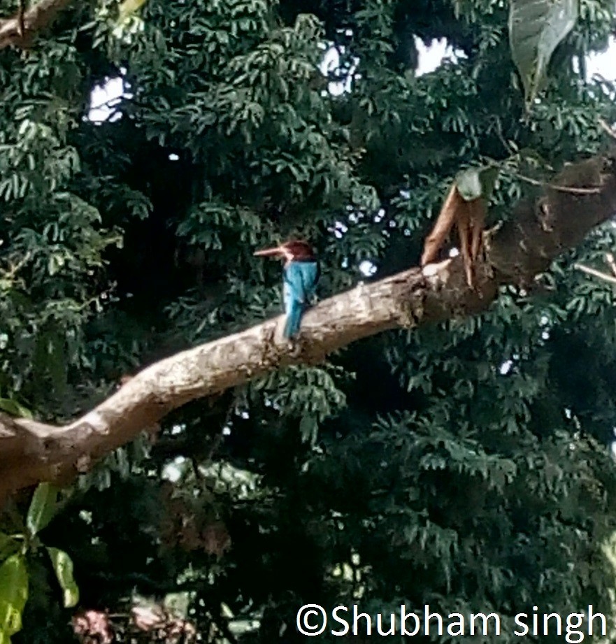 White-throated Kingfisher - Shubham Singh