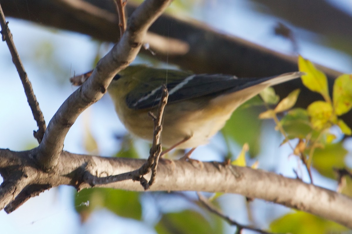 Bay-breasted Warbler - ML100137661