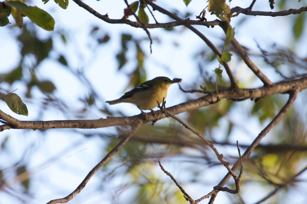 Bay-breasted Warbler - ML100137711