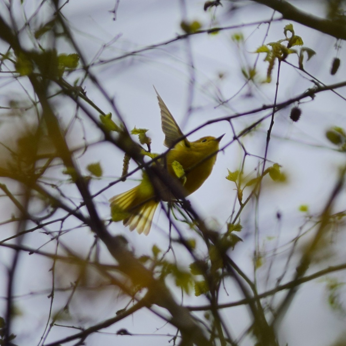 Yellow Warbler (Northern) - Manuel Morales