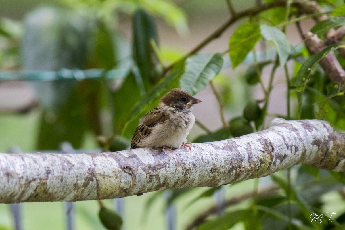 Eurasian Tree Sparrow - ML100148321