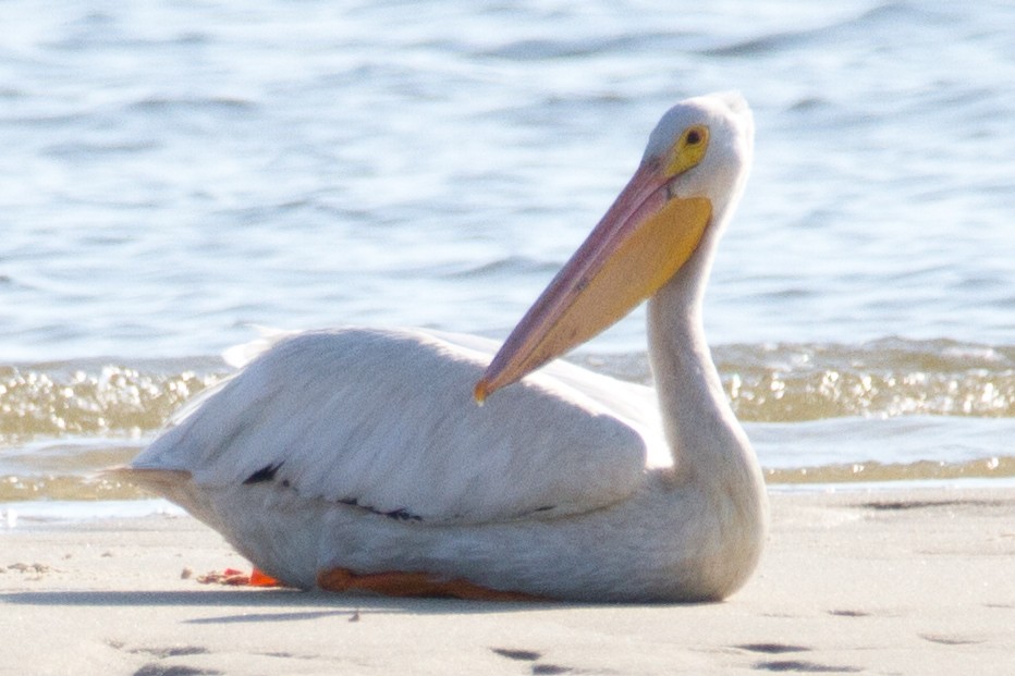 American White Pelican - Matthew Gasperoni