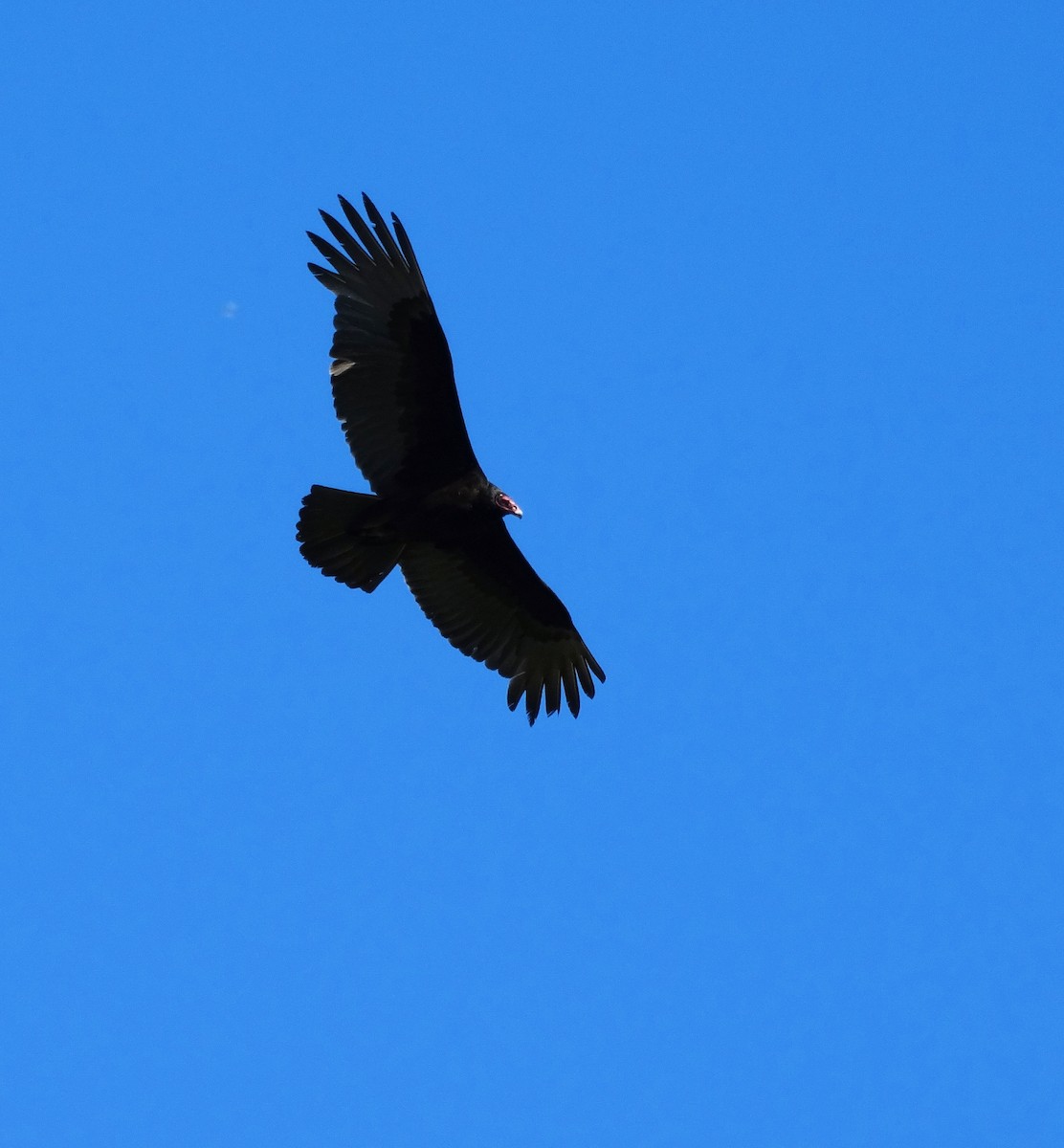 Turkey Vulture - ML100149341