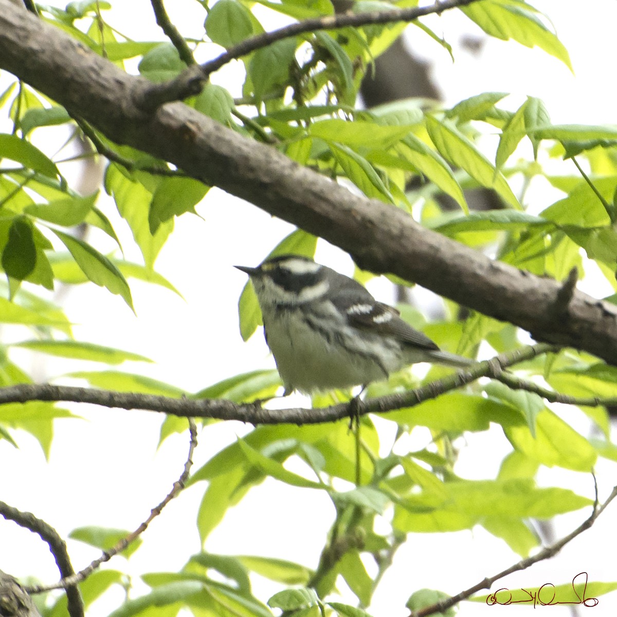 Black-throated Gray Warbler - ML100149941