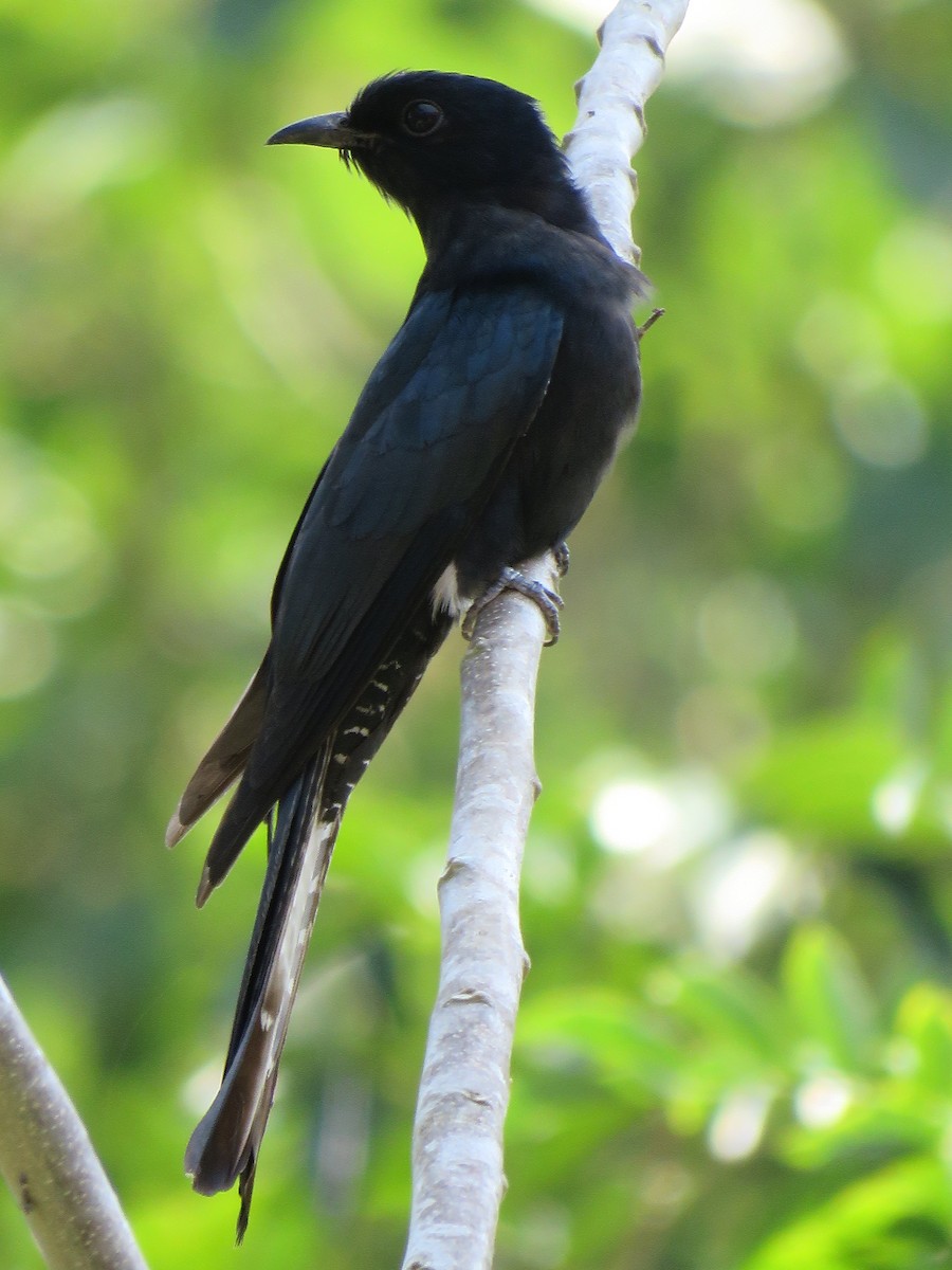 Square-tailed Drongo-Cuckoo - ML100151011