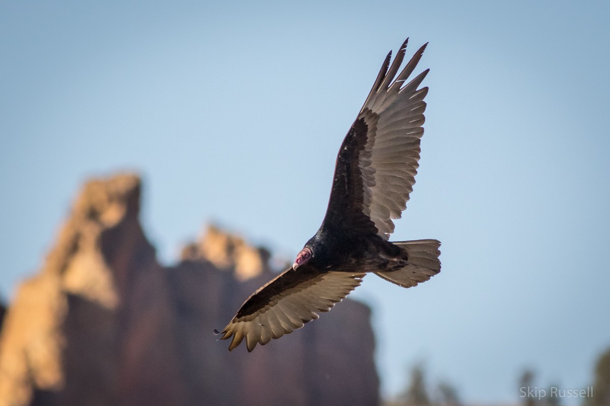 Turkey Vulture - Skip Russell