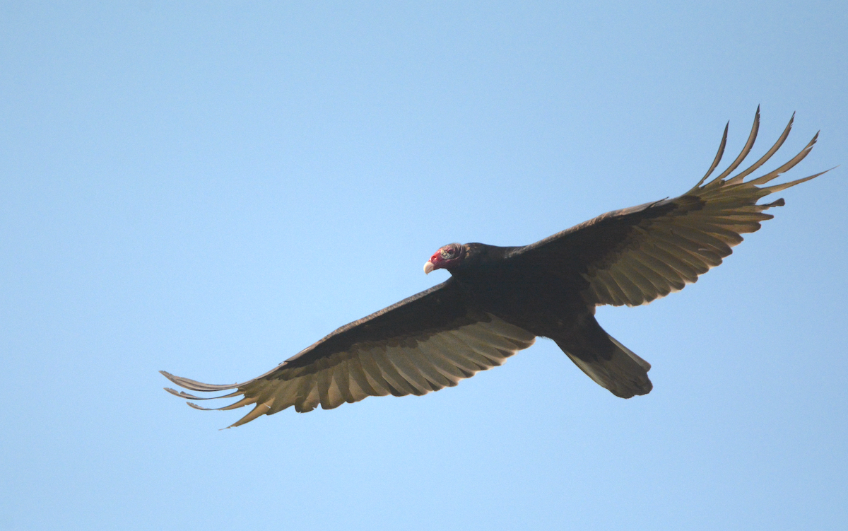 Turkey Vulture - Larry Chen