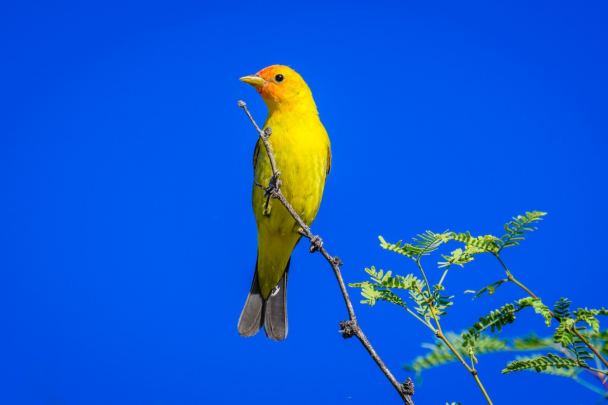 Western Tanager - ML100157471