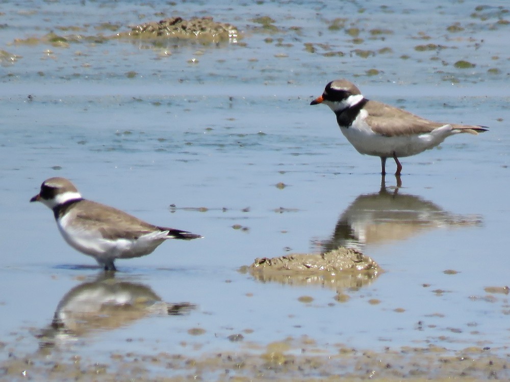 Common Ringed Plover - ML100157851