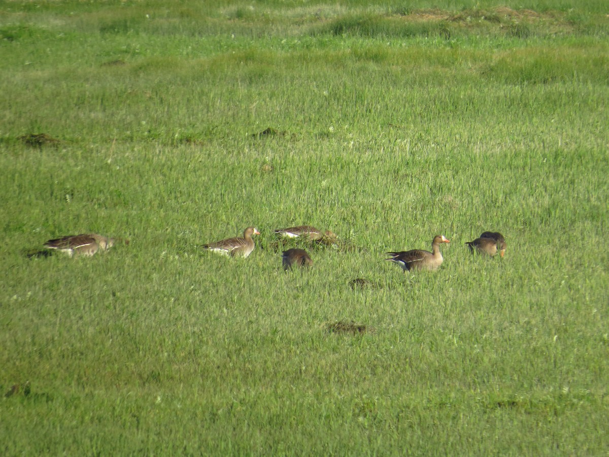 Greater White-fronted Goose - ML100158201