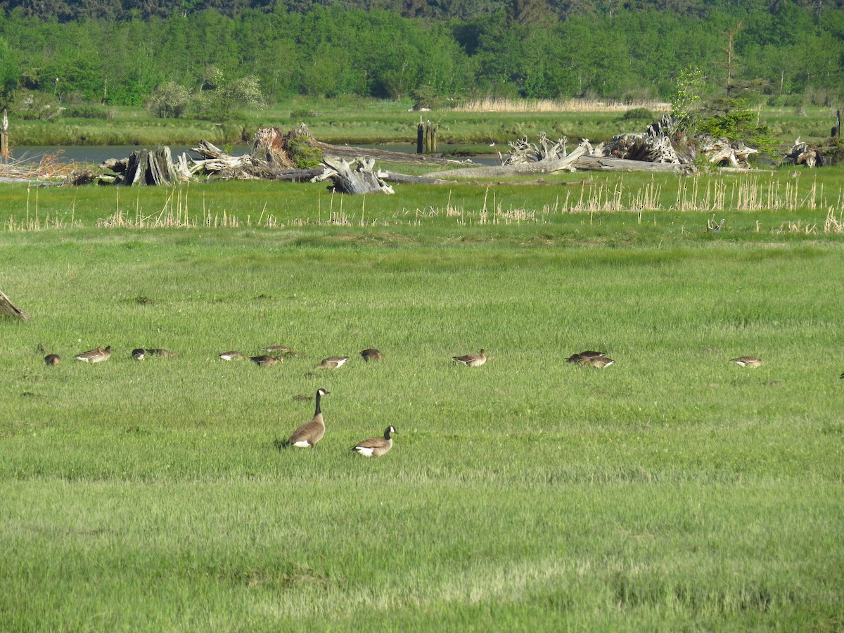 Greater White-fronted Goose - ML100158211