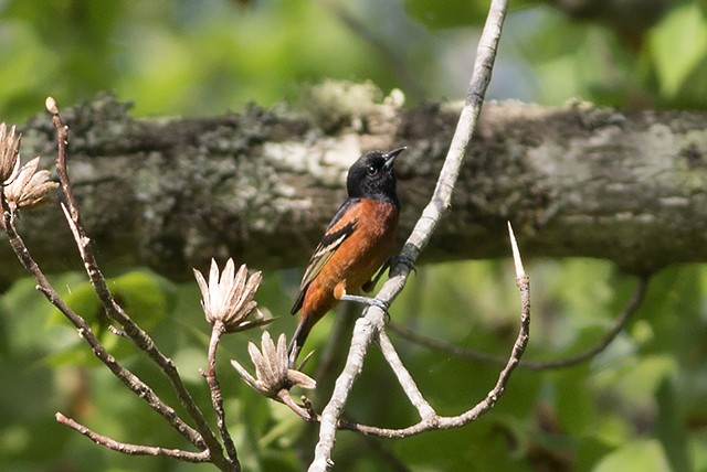 Orchard Oriole - Martin Wall