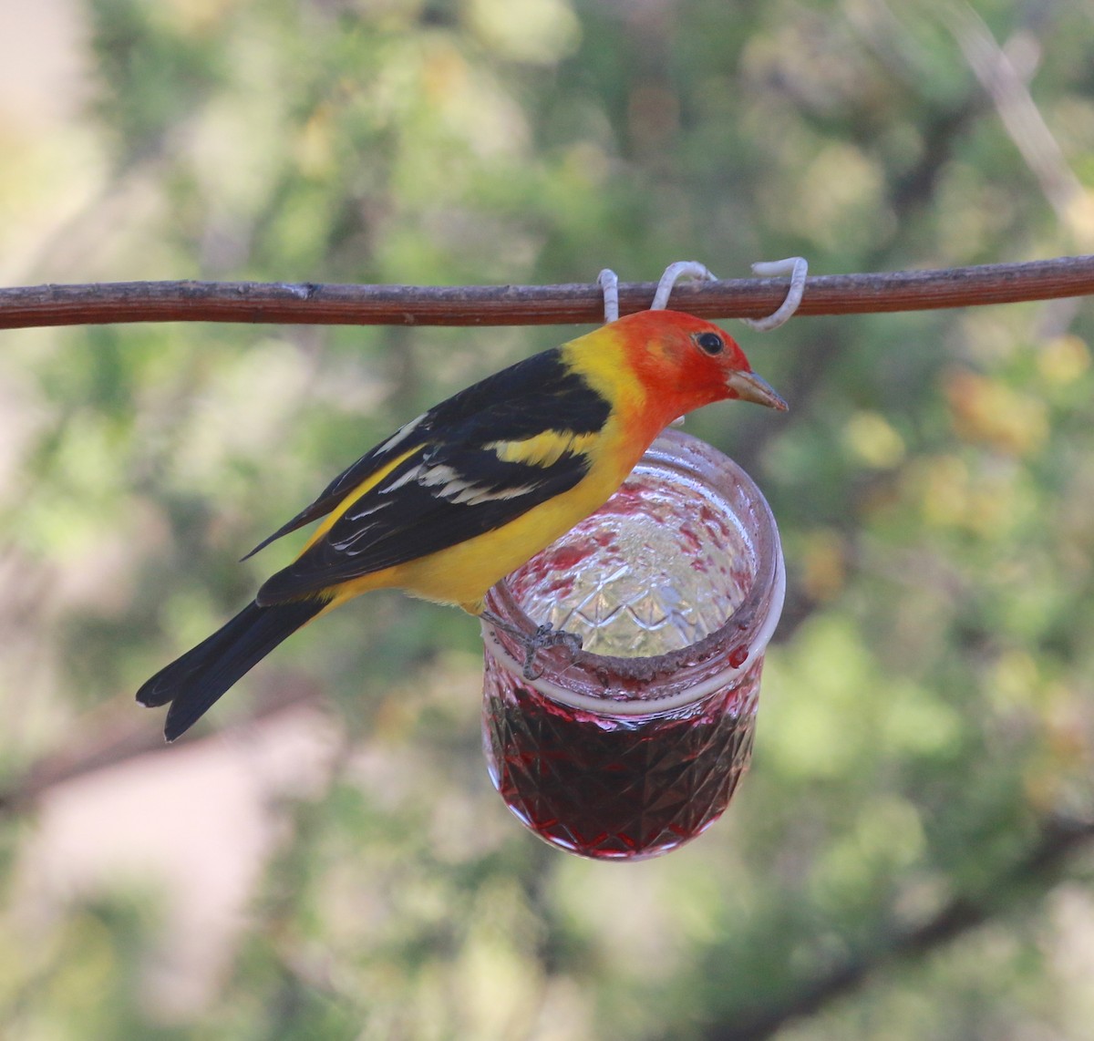 Western Tanager - ML100162151