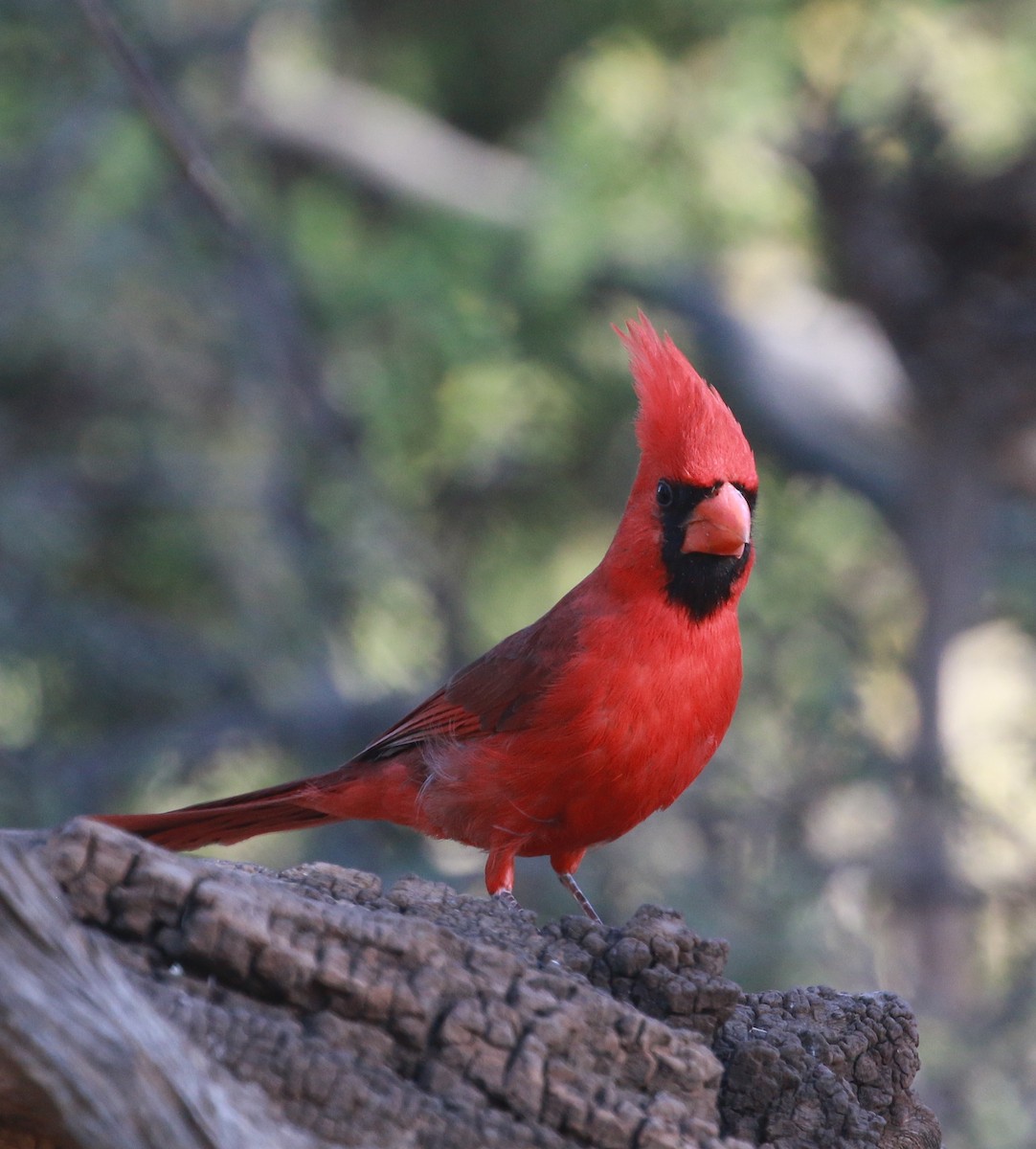 Cardinal rouge - ML100162211