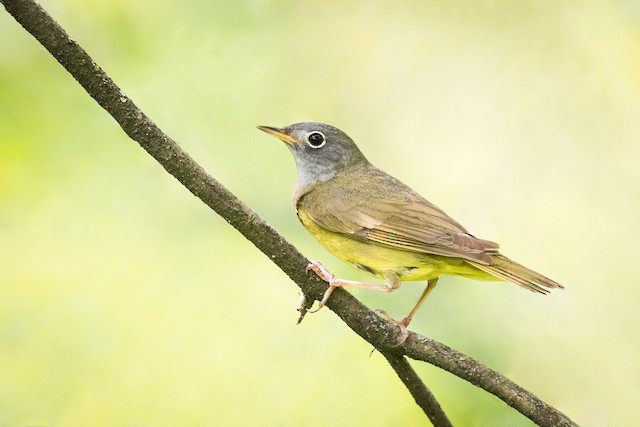 Connecticut Warbler. - Connecticut Warbler - 