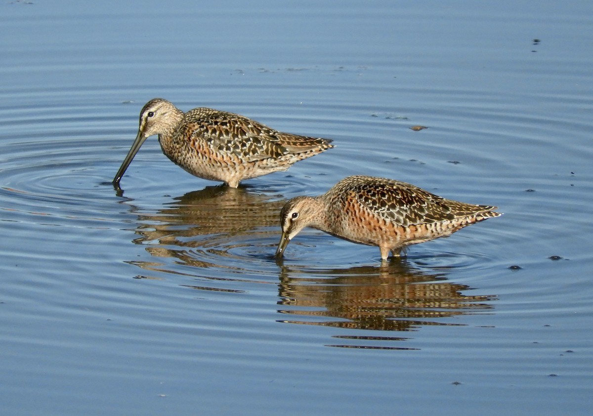Long-billed Dowitcher - ML100167911