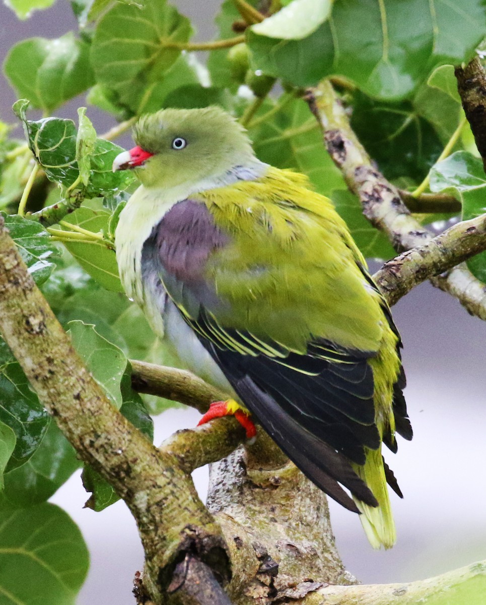 African Green-Pigeon - ML100170161