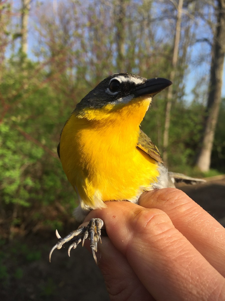 Yellow-breasted Chat - Ryan Kayhart