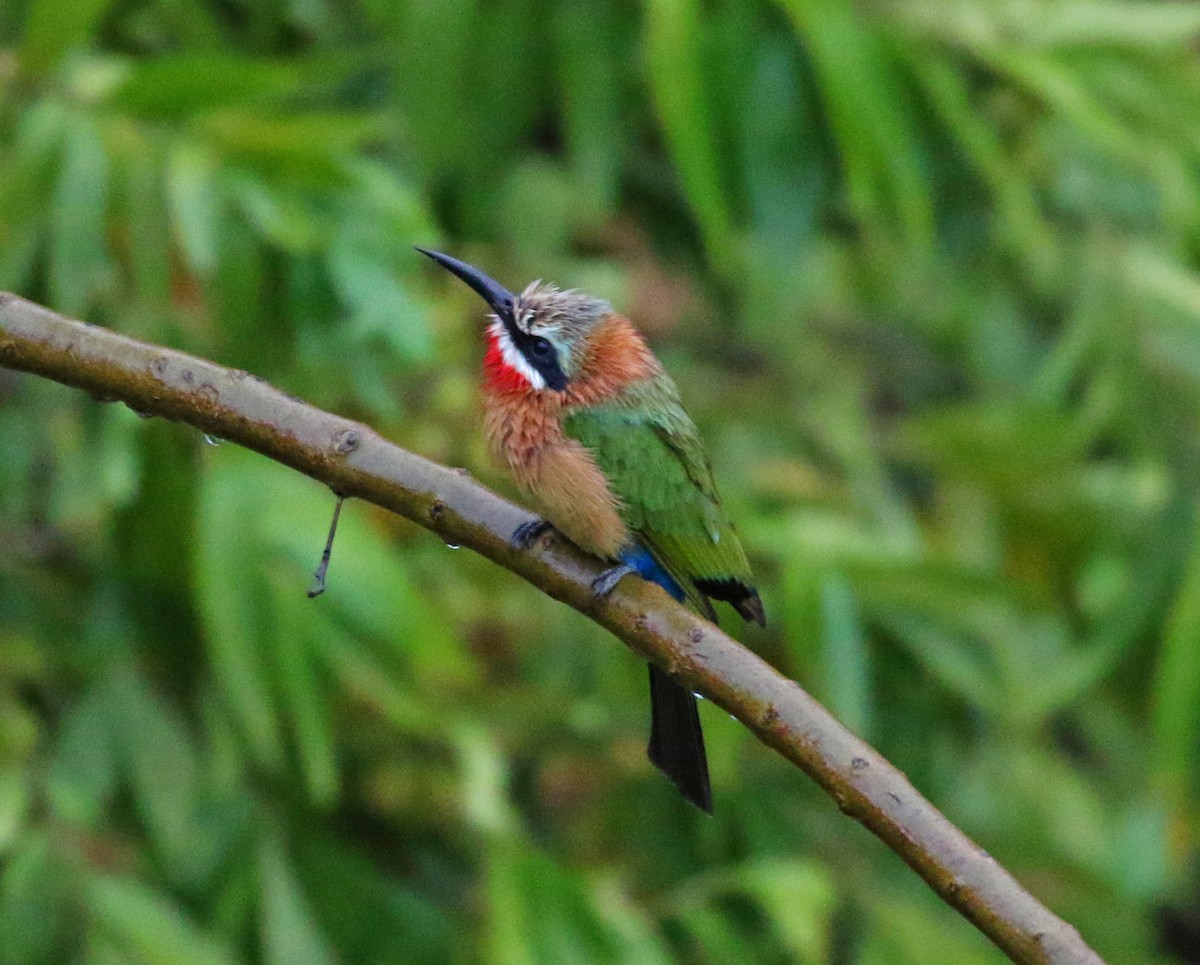 White-fronted Bee-eater - ML100170761