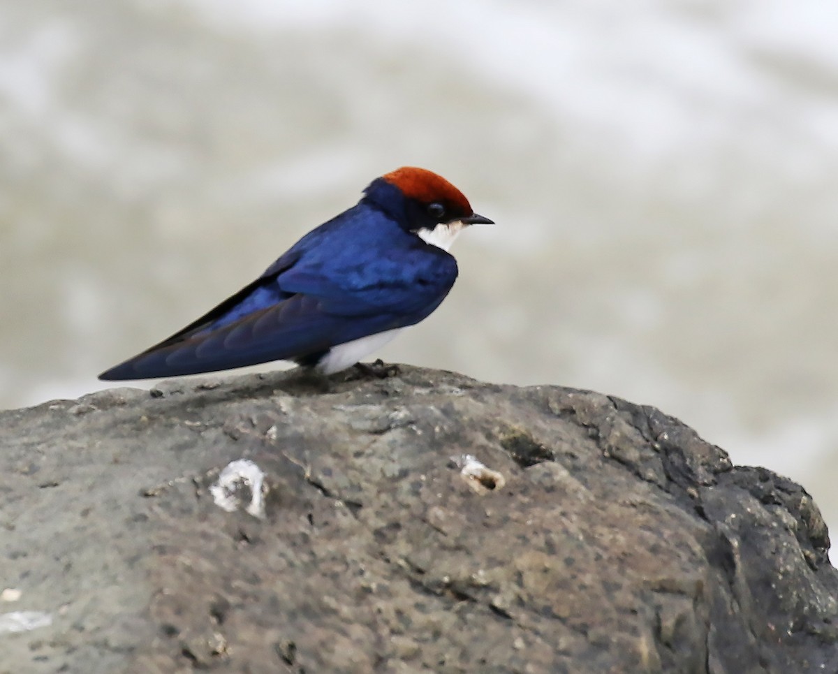 Wire-tailed Swallow - ML100171491