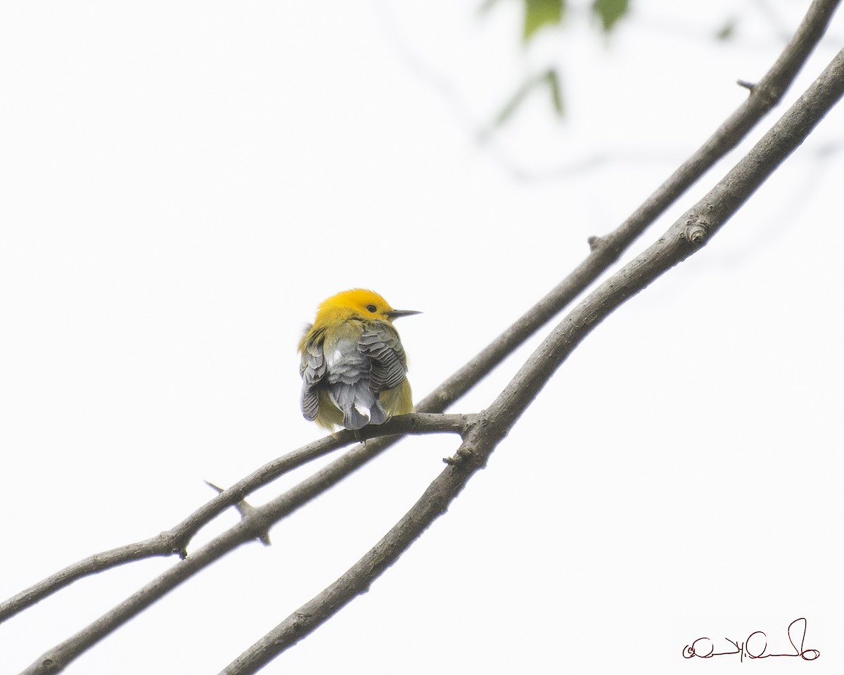 Prothonotary Warbler - ML100171871