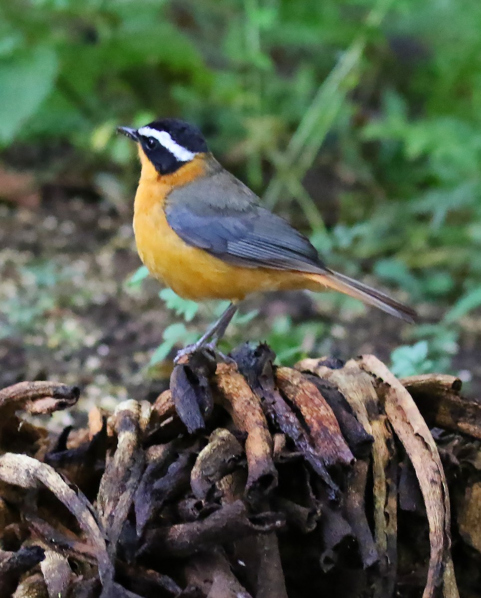 White-browed Robin-Chat - ML100171921