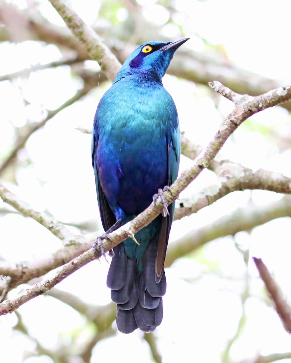 Greater Blue-eared Starling - ML100172581
