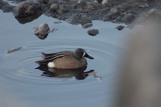 Blue-winged Teal, ML100173501
