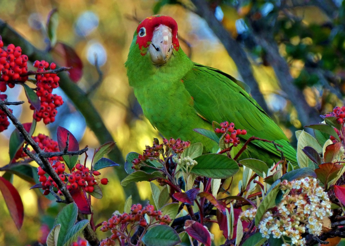 Red-masked Parakeet - David Assmann