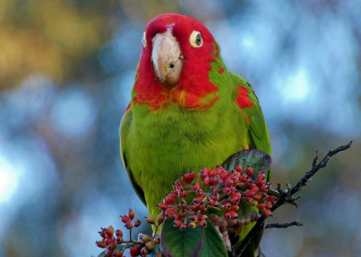 Red-masked Parakeet - ML100179611