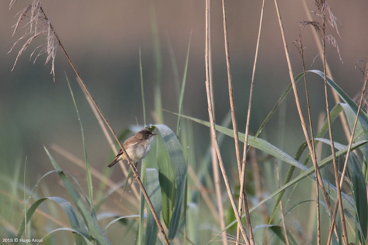 Common Reed Warbler - Hugo Areal