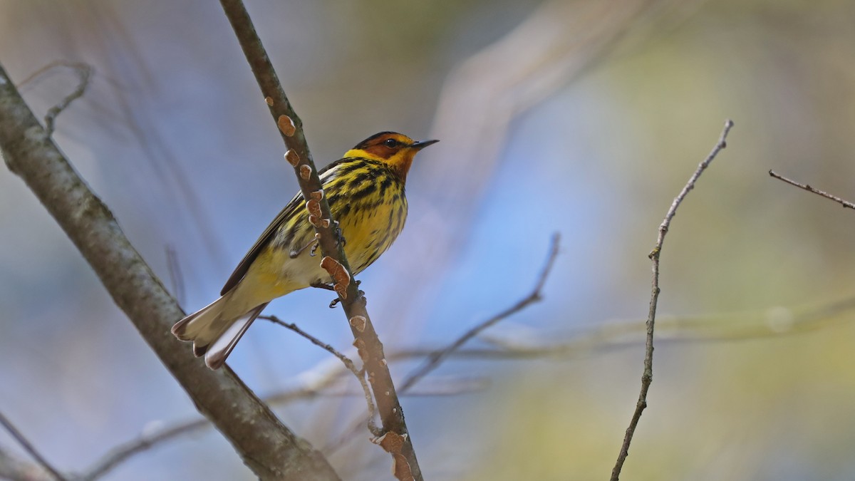 Cape May Warbler - Daniel Jauvin