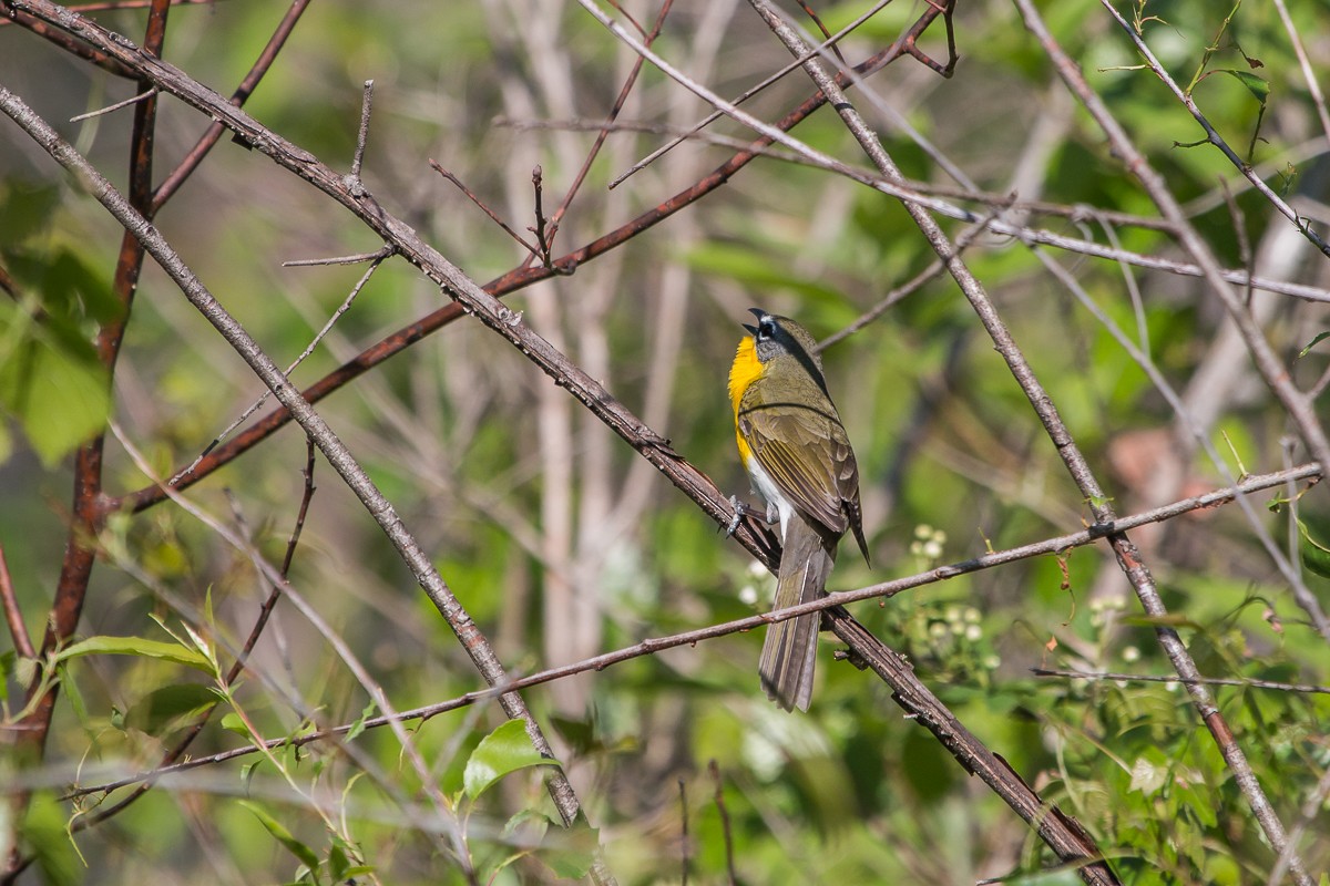Yellow-breasted Chat - Charlene Fortner