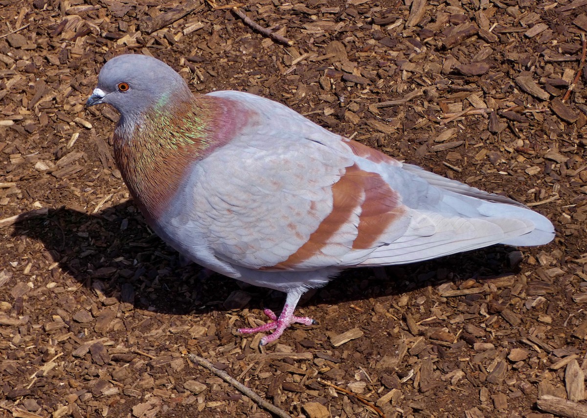 Rock Pigeon (Feral Pigeon) - David Assmann