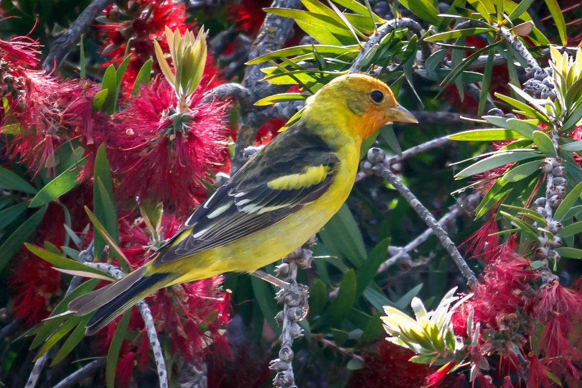 Western Tanager - ML100198151