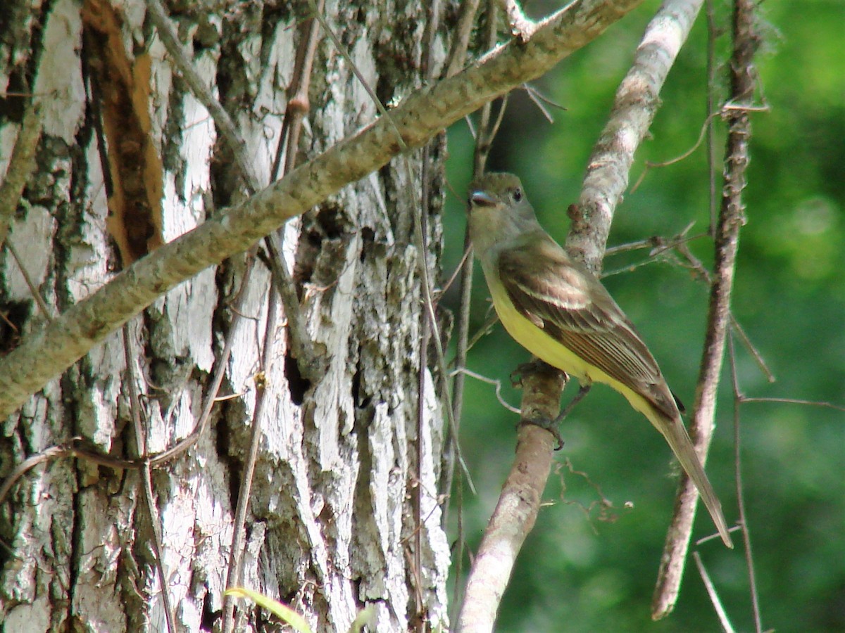 Great Crested Flycatcher - ML100203931