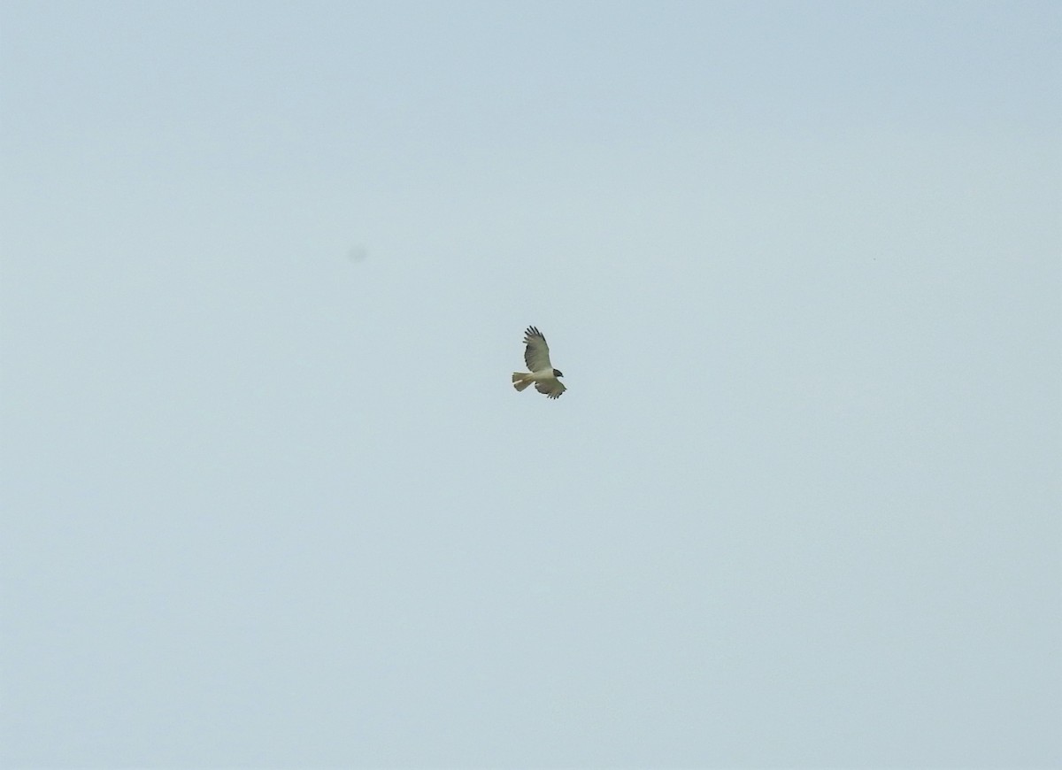 Short-tailed Hawk - Valentina Roumi