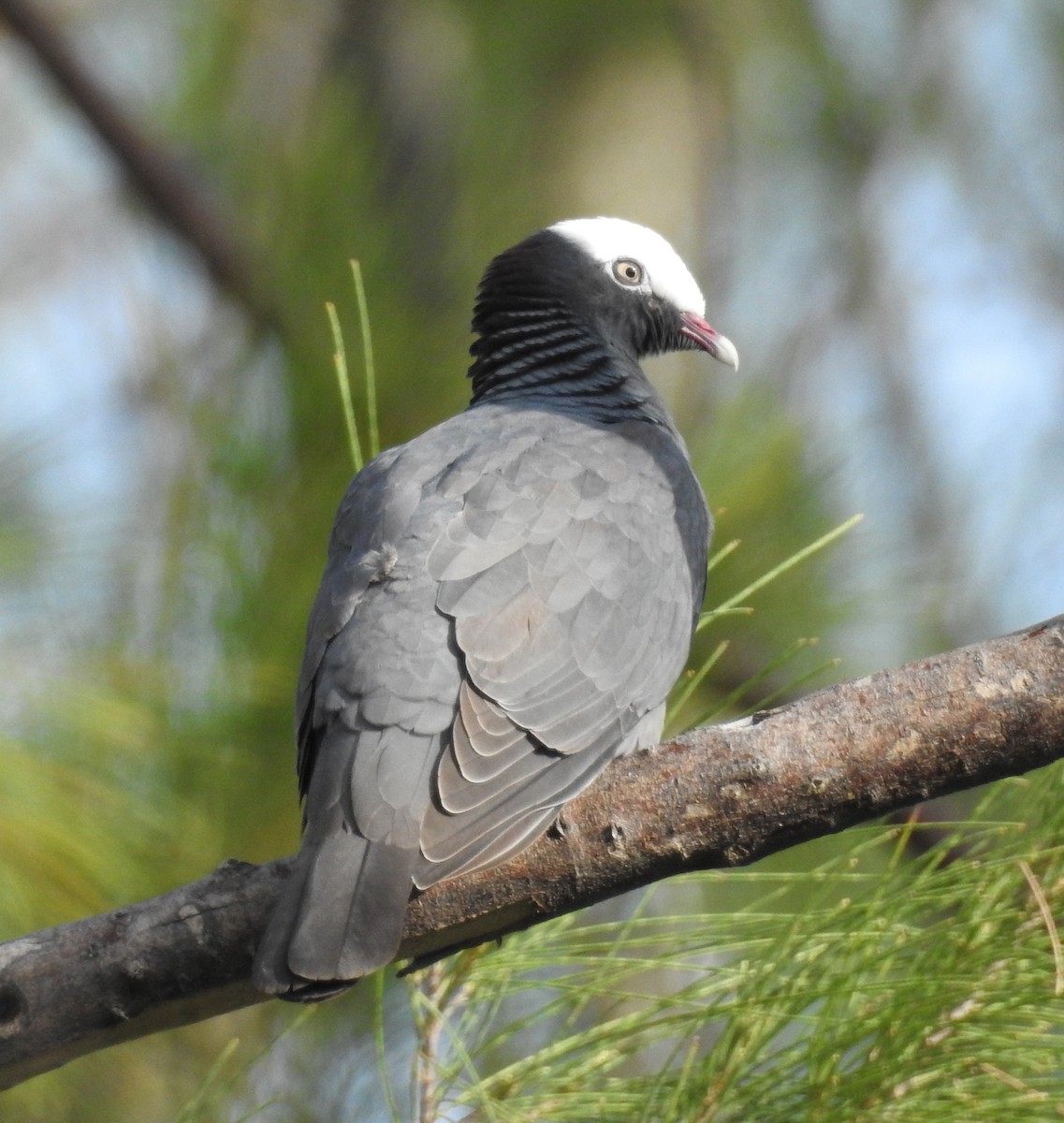 White-crowned Pigeon - ML100211321