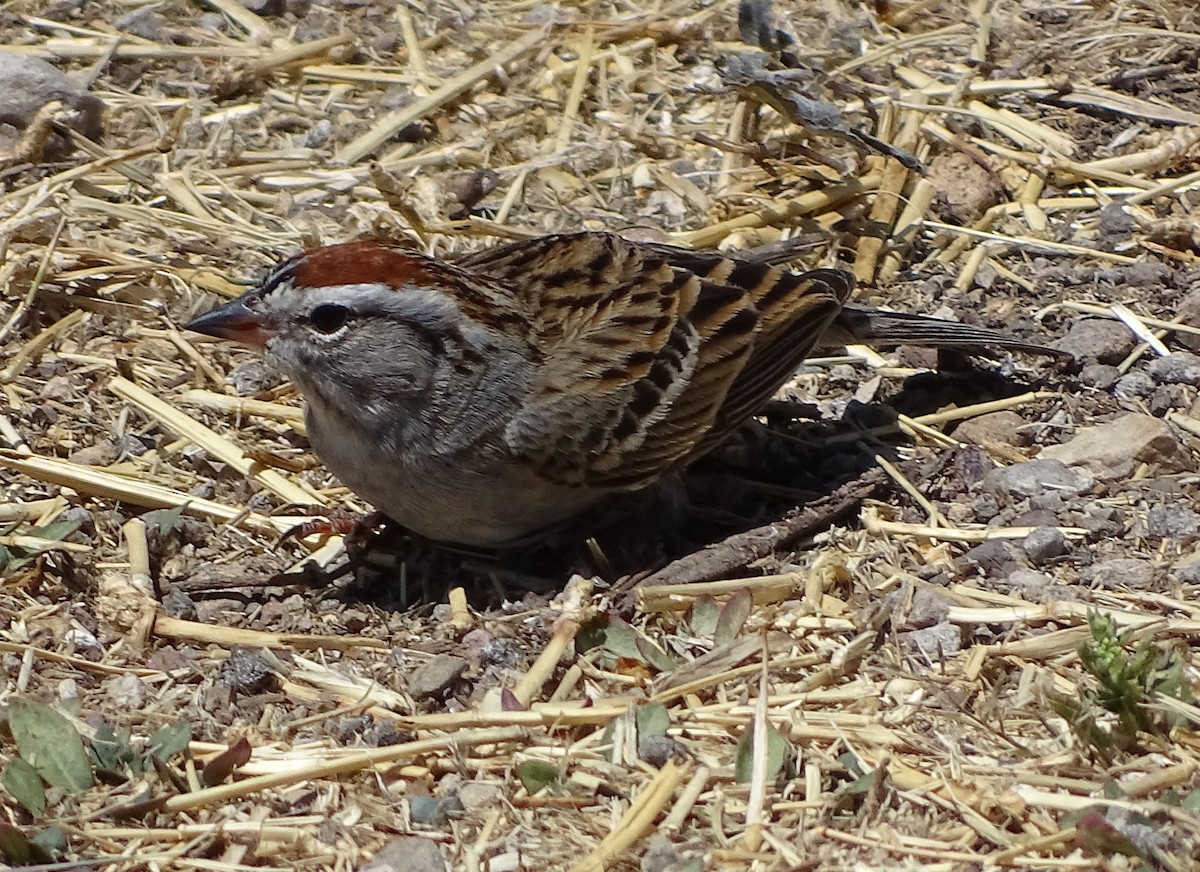 Chipping Sparrow - Jim Sweeney