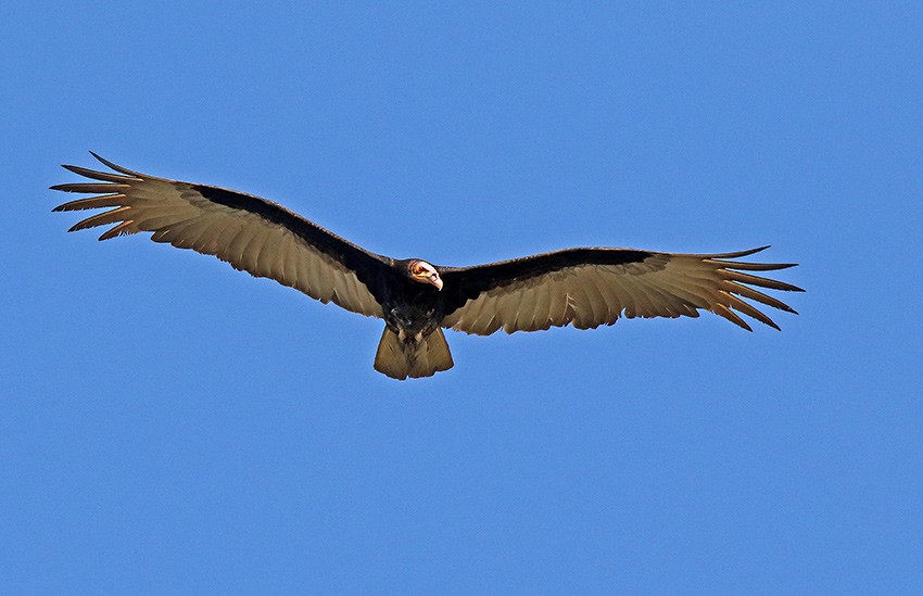 Lesser Yellow-headed Vulture - Roger Ahlman