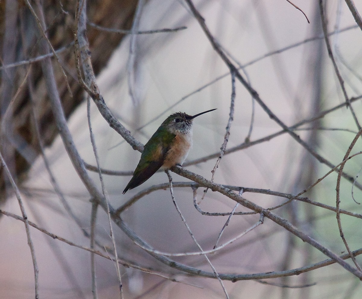 Broad-tailed Hummingbird - ML100219631
