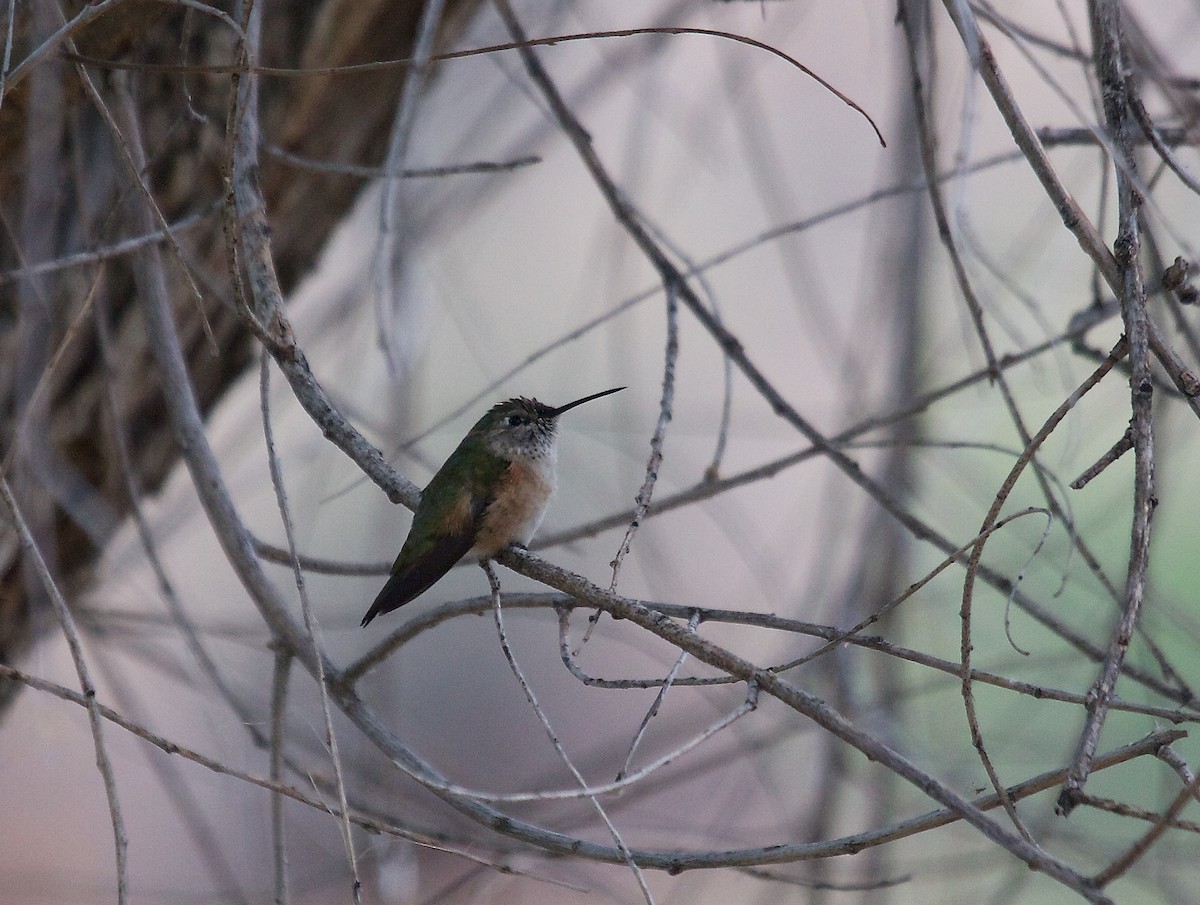 Broad-tailed Hummingbird - ML100219651