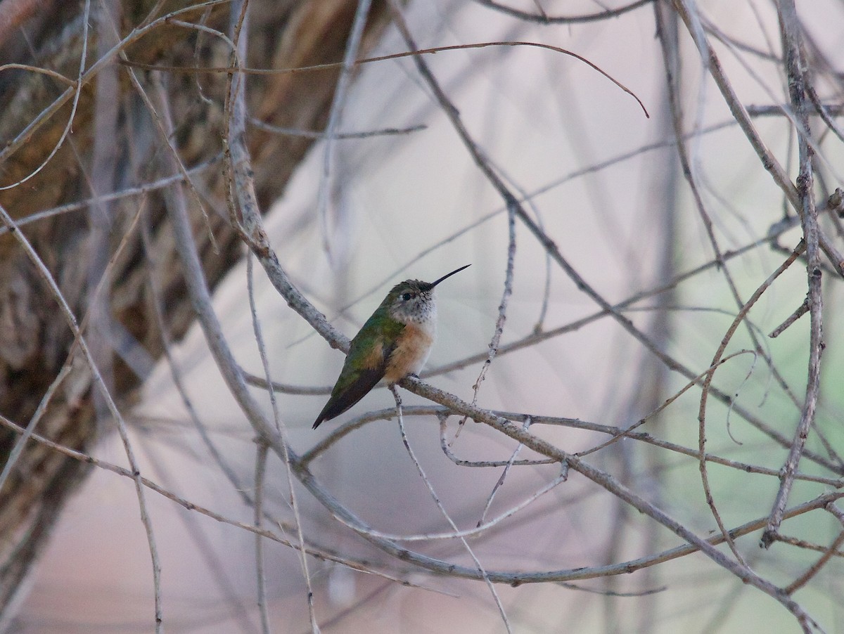 Broad-tailed Hummingbird - ML100219681