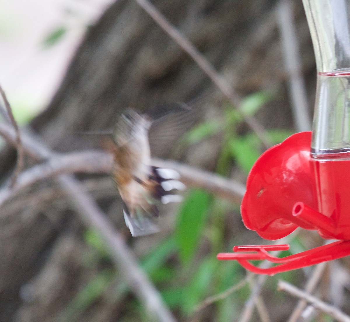 Broad-tailed Hummingbird - ML100219721