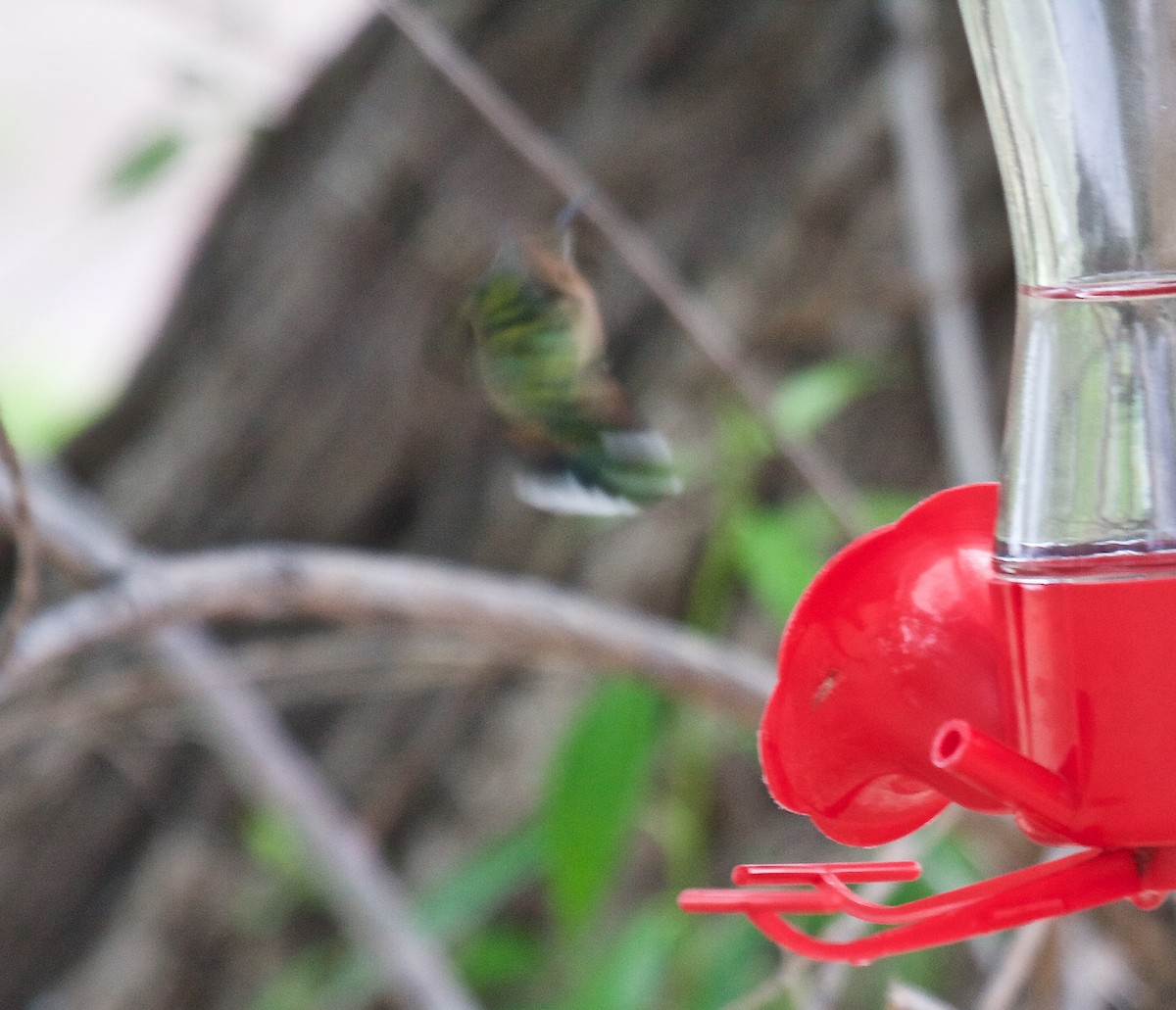 Broad-tailed Hummingbird - ML100219731