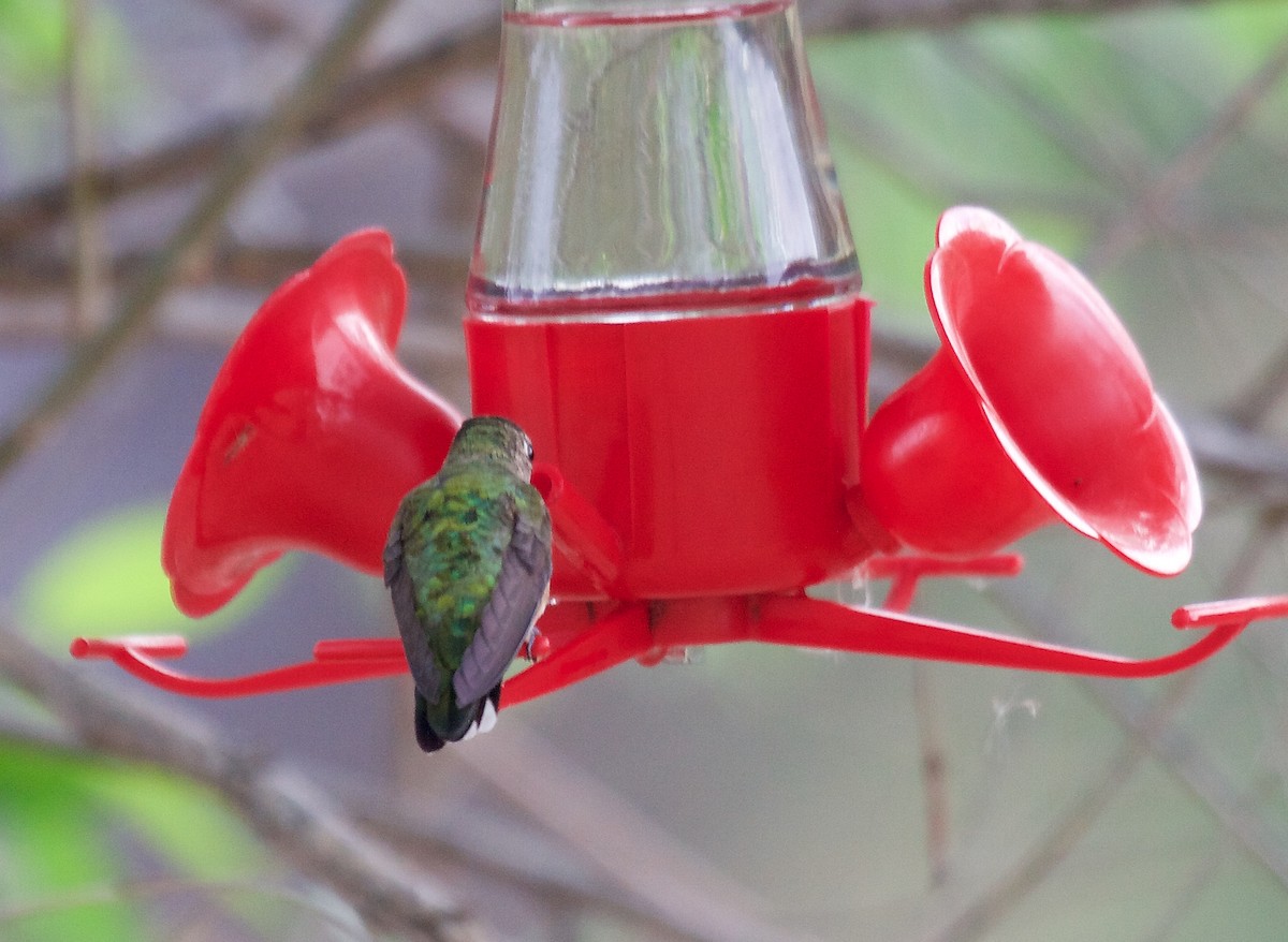 Broad-tailed Hummingbird - Matt Brady