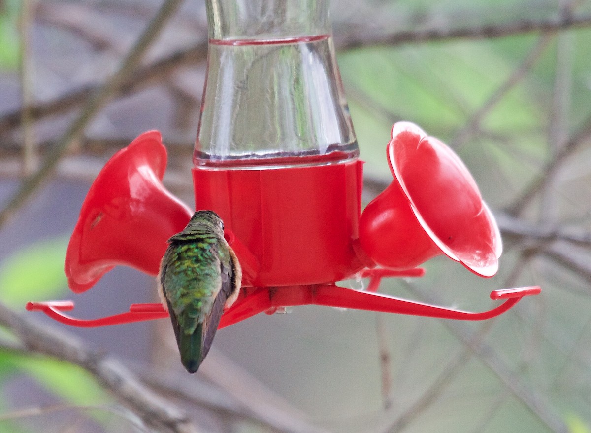 Broad-tailed Hummingbird - ML100219791