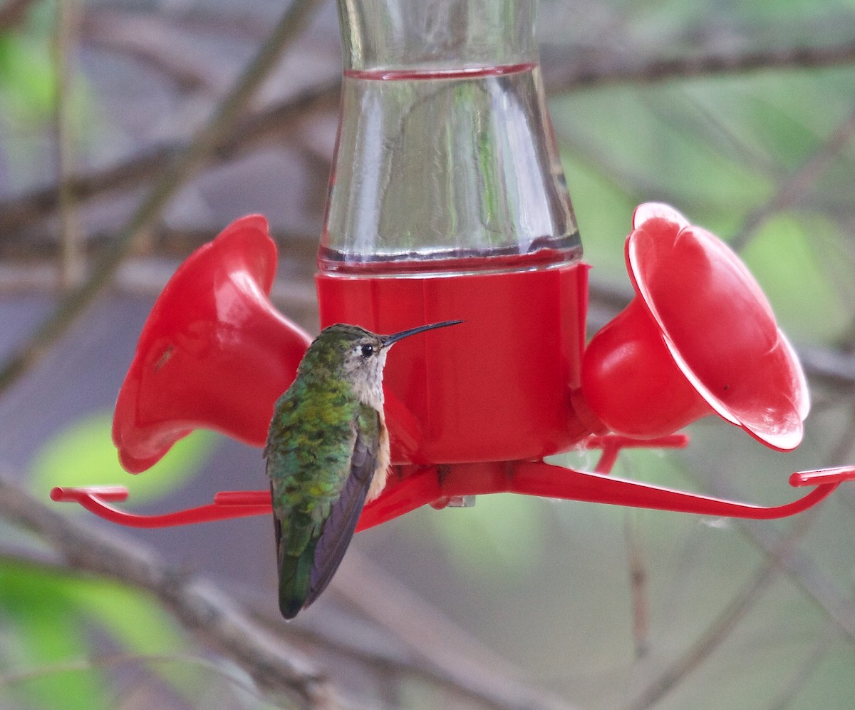 Broad-tailed Hummingbird - ML100219801